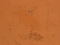 Echiniscoides sigismundi image