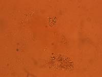 Echiniscoides sigismundi image