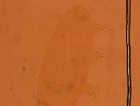 Echiniscoides sigismundi image
