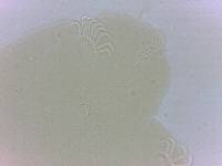 Echiniscoides sigismundi image