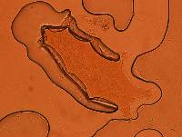 Echiniscoides sigismundi image