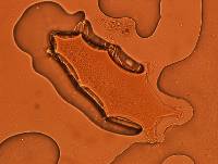 Echiniscoides sigismundi image