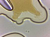Echiniscoides sigismundi image
