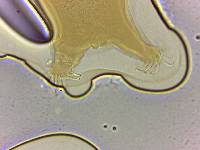 Echiniscoides sigismundi image