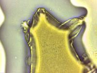 Echiniscoides sigismundi image