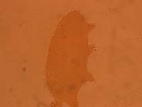 Echiniscoides sigismundi image