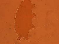 Echiniscoides sigismundi image