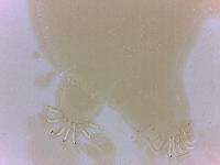 Echiniscoides sigismundi image