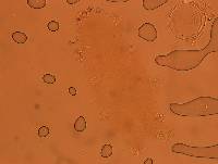 Echiniscoides sigismundi image