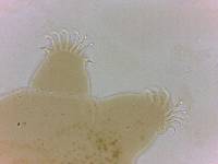 Echiniscoides sigismundi image