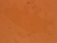 Echiniscoides sigismundi image