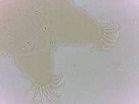 Echiniscoides sigismundi image