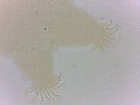 Echiniscoides sigismundi image