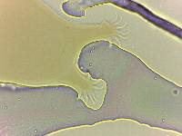 Echiniscoides sigismundi image
