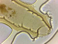 Echiniscoides sigismundi image