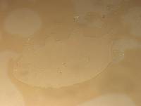 Echiniscoides sigismundi image