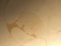 Echiniscoides sigismundi image