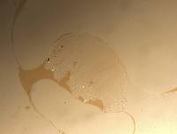 Echiniscoides sigismundi image