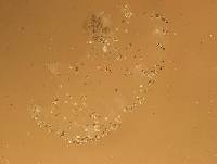 Echiniscoides sigismundi image