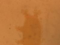 Echiniscoides sigismundi image