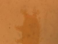 Echiniscoides sigismundi image