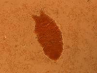 Echiniscus granulatus image