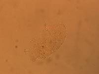 Echiniscus africanus image