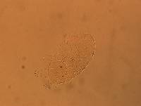 Echiniscus africanus image