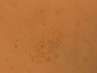 Echiniscus africanus image