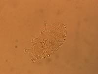 Echiniscus africanus image