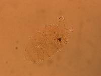 Echiniscus africanus image