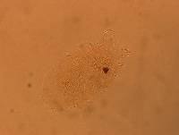 Echiniscus africanus image