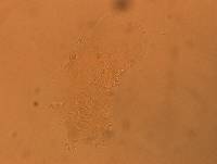 Echiniscus africanus image