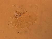 Echiniscus africanus image
