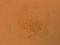 Echiniscus africanus image