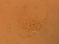 Echiniscus africanus image
