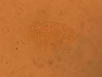 Echiniscus africanus image
