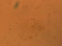 Echiniscus africanus image
