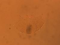Echiniscus africanus image