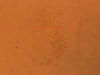 Echiniscus africanus image
