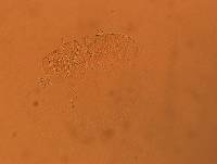 Echiniscus africanus image