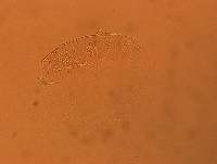 Echiniscus africanus image