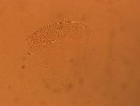 Echiniscus africanus image