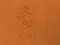 Echiniscus africanus image