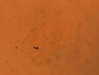 Echiniscus africanus image