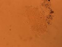 Echiniscus africanus image