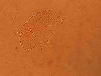 Echiniscus africanus image