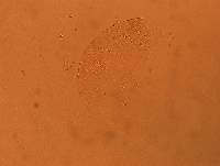 Echiniscus africanus image