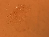 Echiniscus africanus image