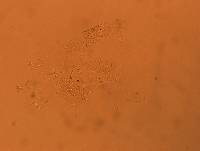 Echiniscus africanus image